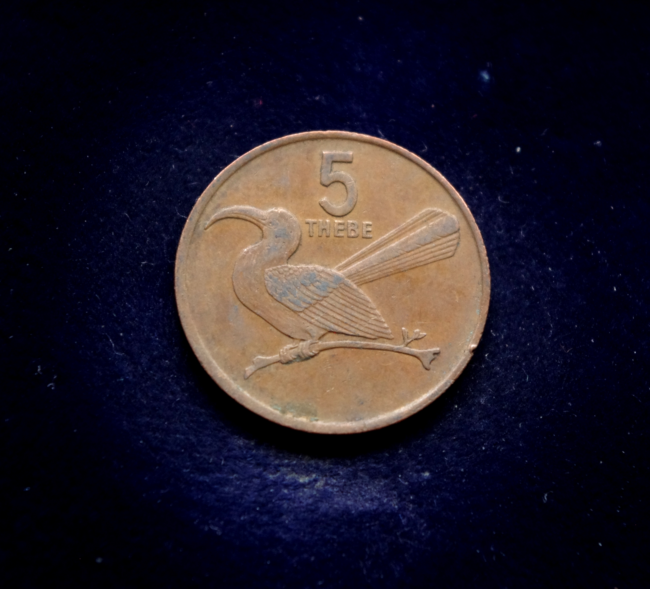 Botsvanos 5 tėbų moneta. Paukštis tokas