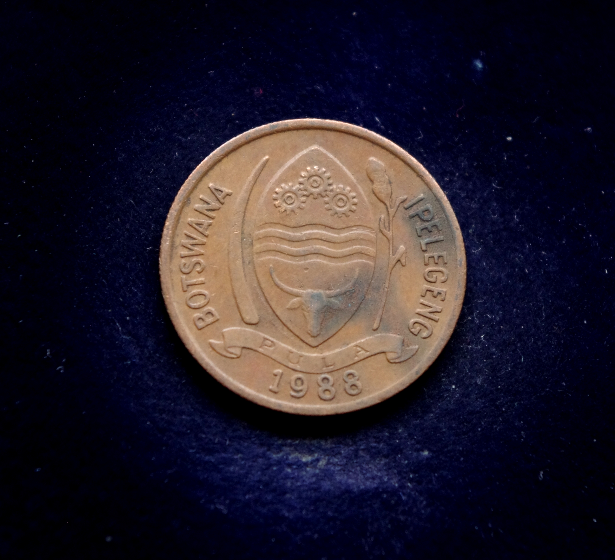 Botsvanos 5 tėbų moneta. Paukštis tokas