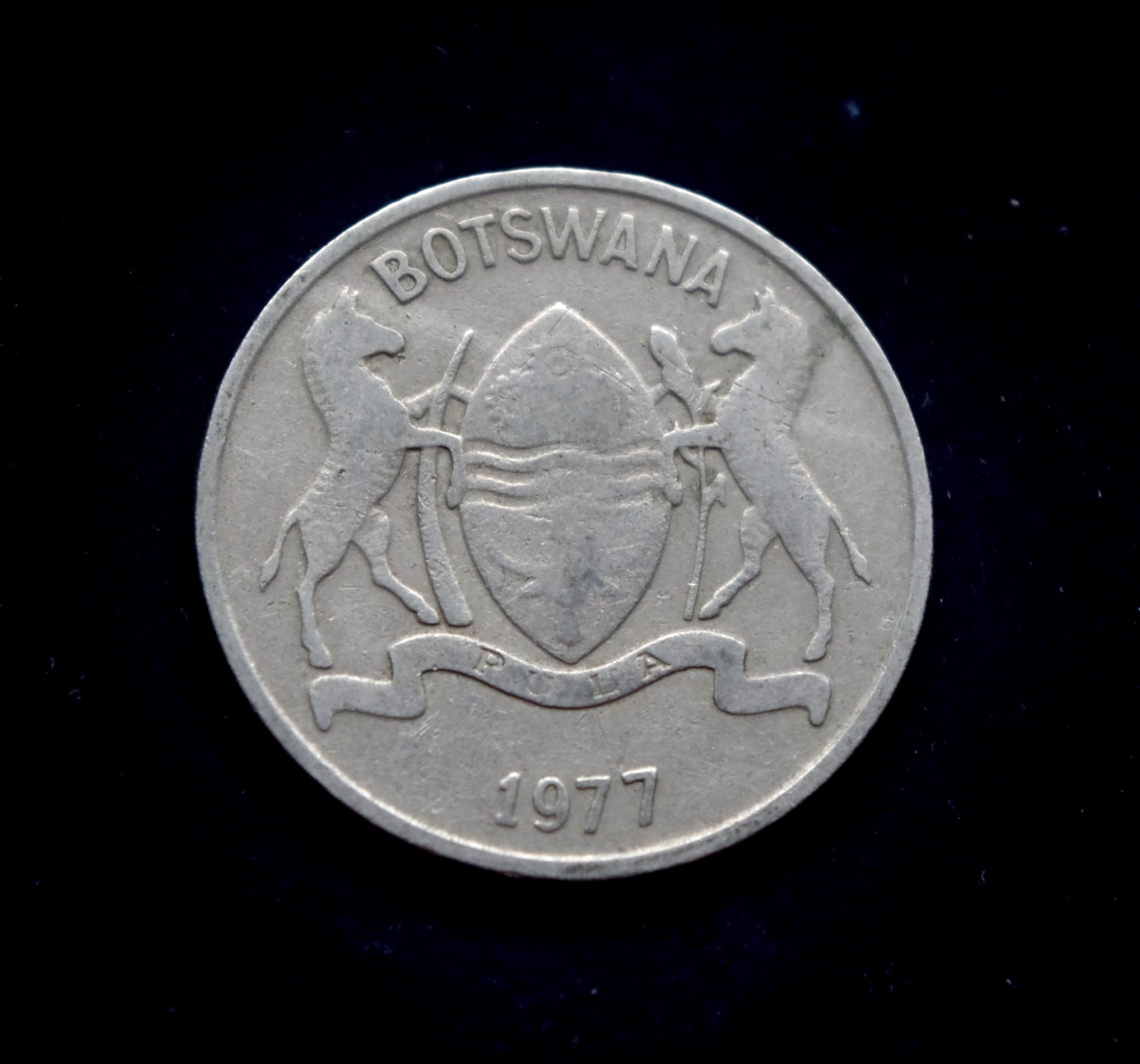 Botsvanos 25 tėbų moneta. Karvė